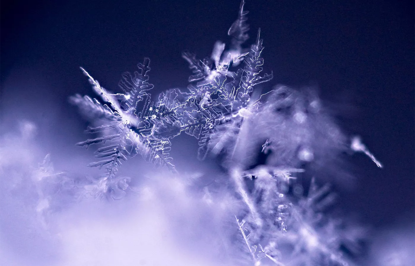 Fresco vs. Ultracongelado